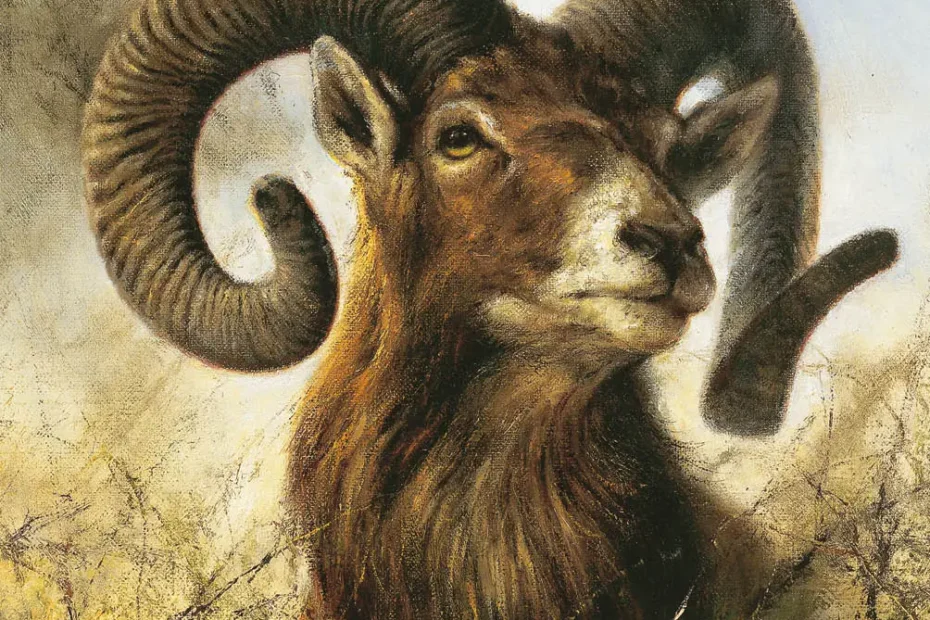 Bok