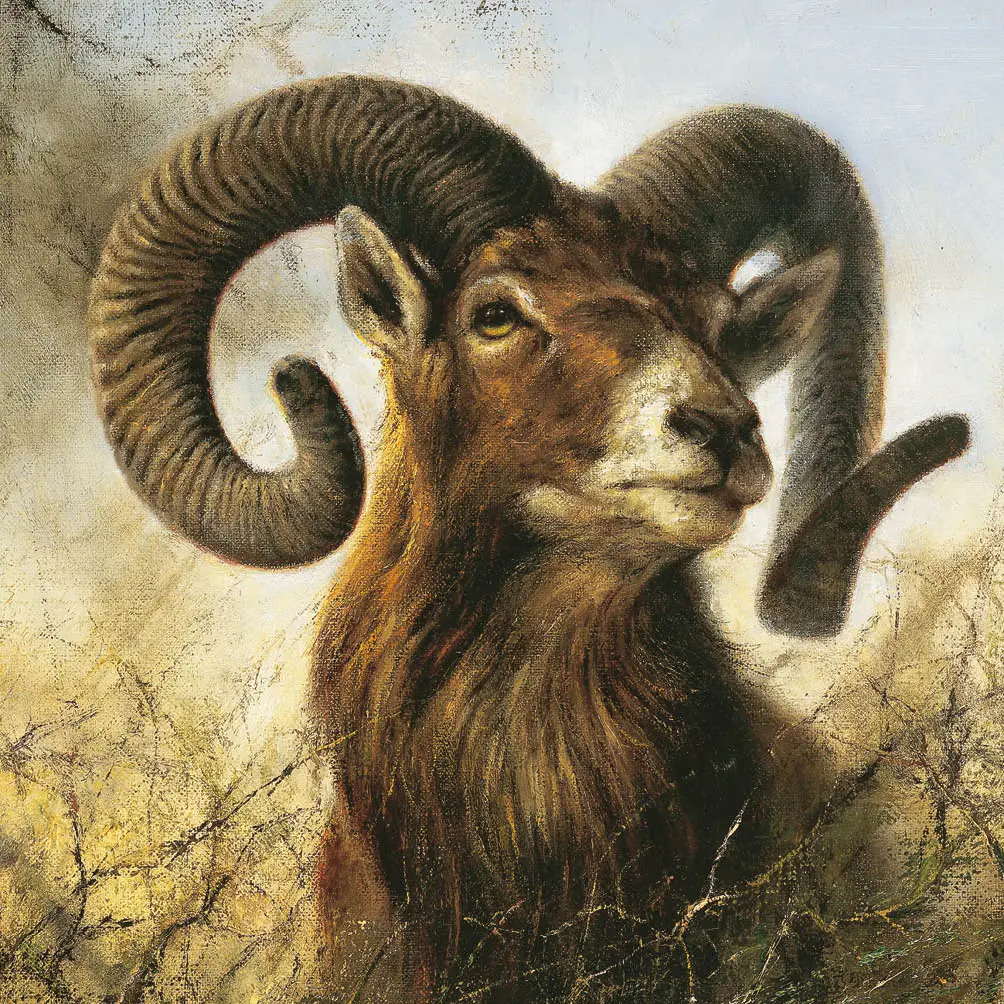Bok